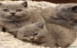 British Shorthair cats for sale: Blue British shorthairs kittens with GCCFpedigree - Image 9