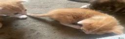 Mixed Breed cats for sale: 3 kittens  in Gateshead - Advert 16