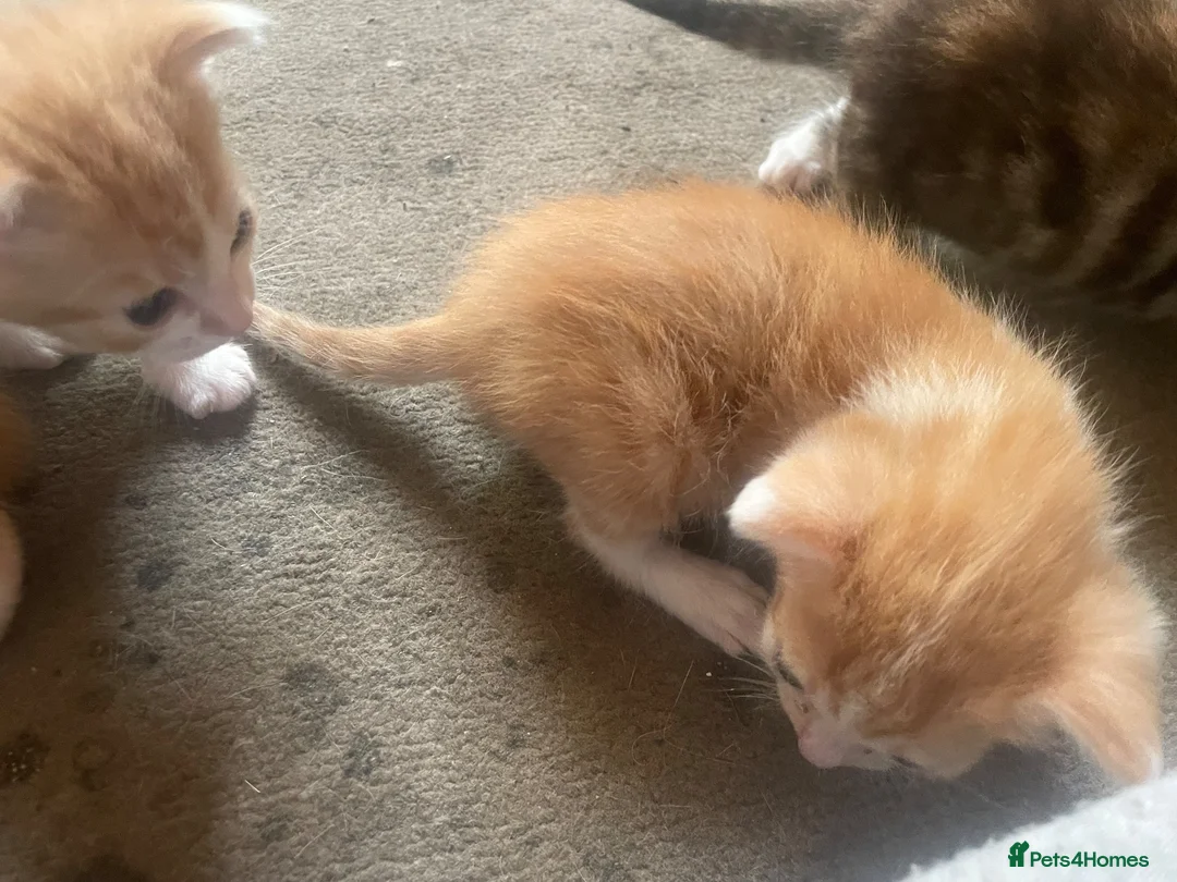 Mixed Breed cats for sale: 3 kittens  in Gateshead - Advert 16