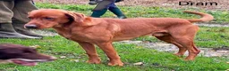 Labrador Retriever dogs for sale: Outstanding KC registered Fox Red Labrador Puppies - Advert 15