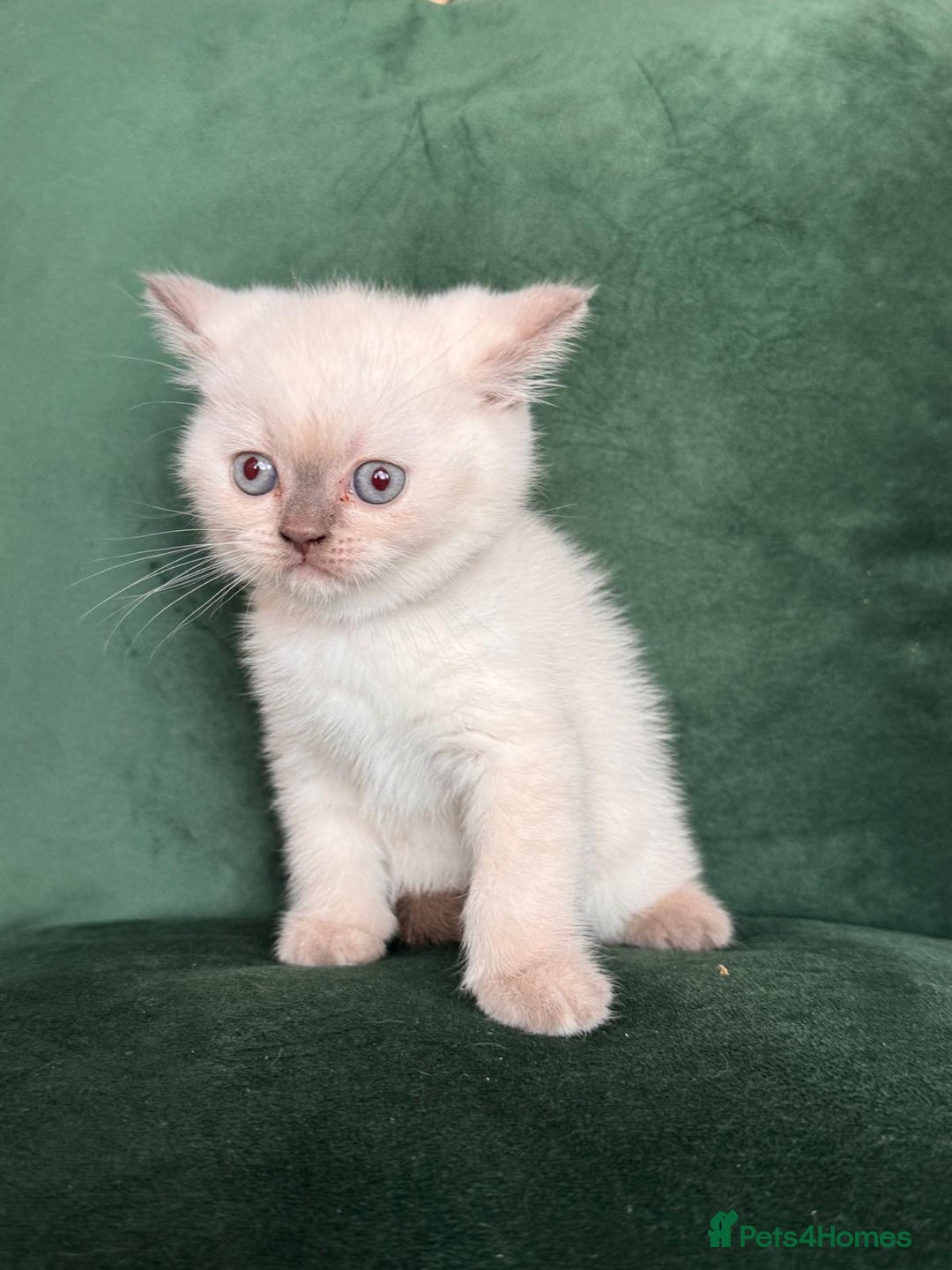 British Shorthair cats for sale: 2 beautiful BritishShorthair Colourpointed❤️‍🔥💝  - Image 9