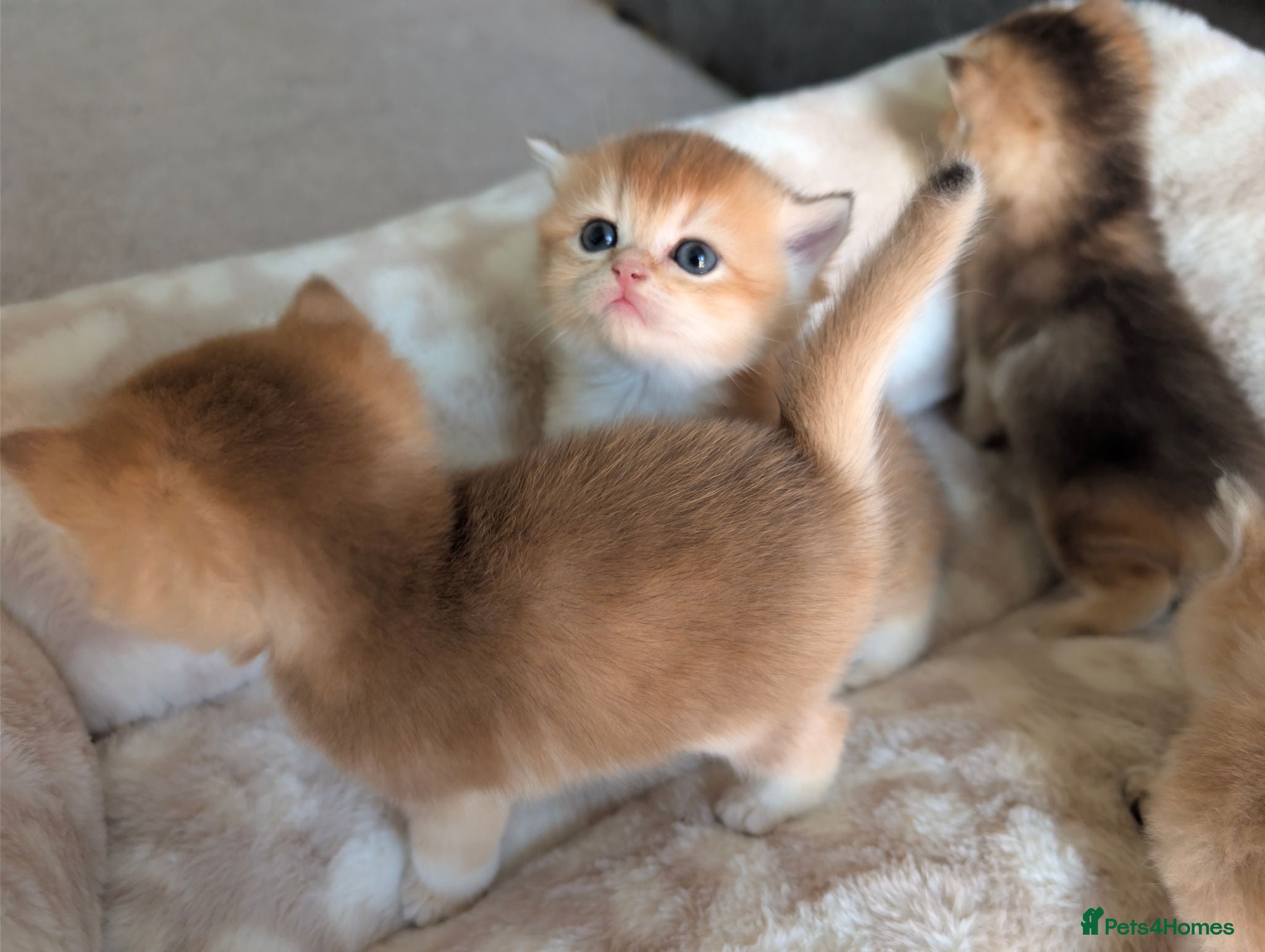 British Shorthair cats TICA Registered British Shorthair Golden Boy - Advert 1