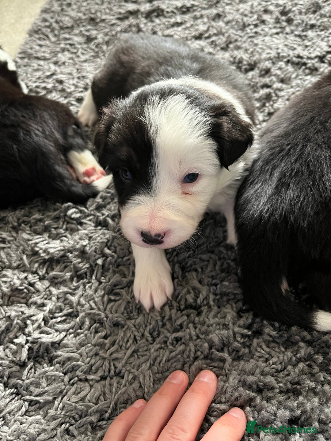 Border Collie dogs for sale: Beautiful Tri-colour border collies - Image 12
