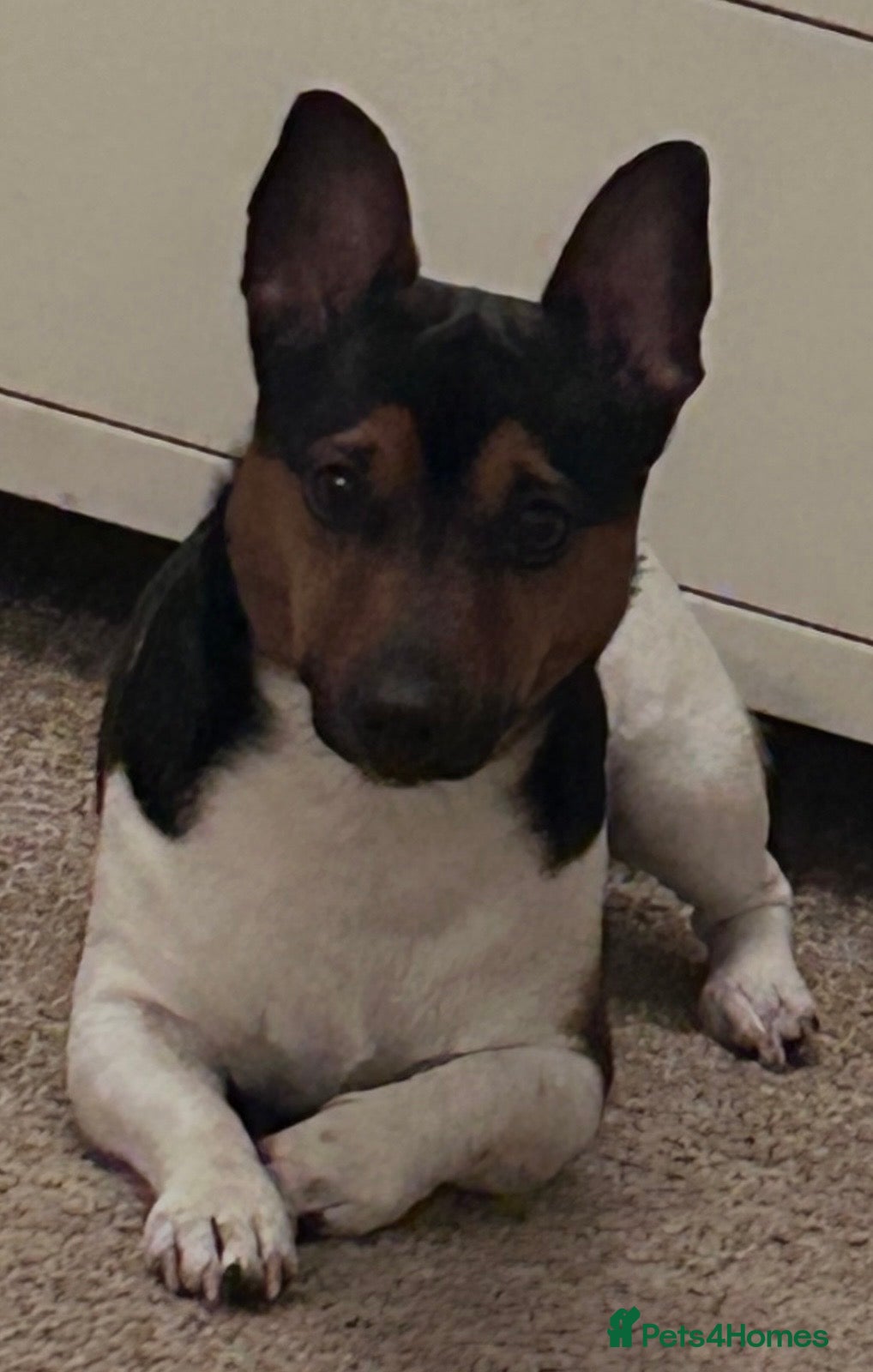 Jack Russell dogs for sale: Handsome Jack Russell boy  - Advert 2