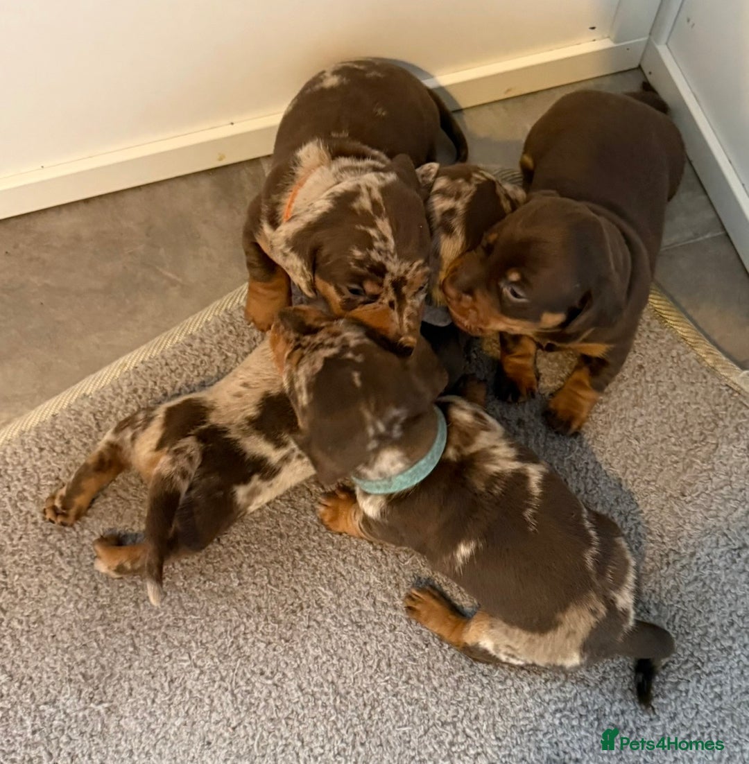 Miniature Dachshund dogs for sale: Chocolate & Dapple KC Miniature Dachshund Puppies - Advert 4