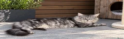 Maine Coon cats for stud: Maine coon stud cat - Advert 3