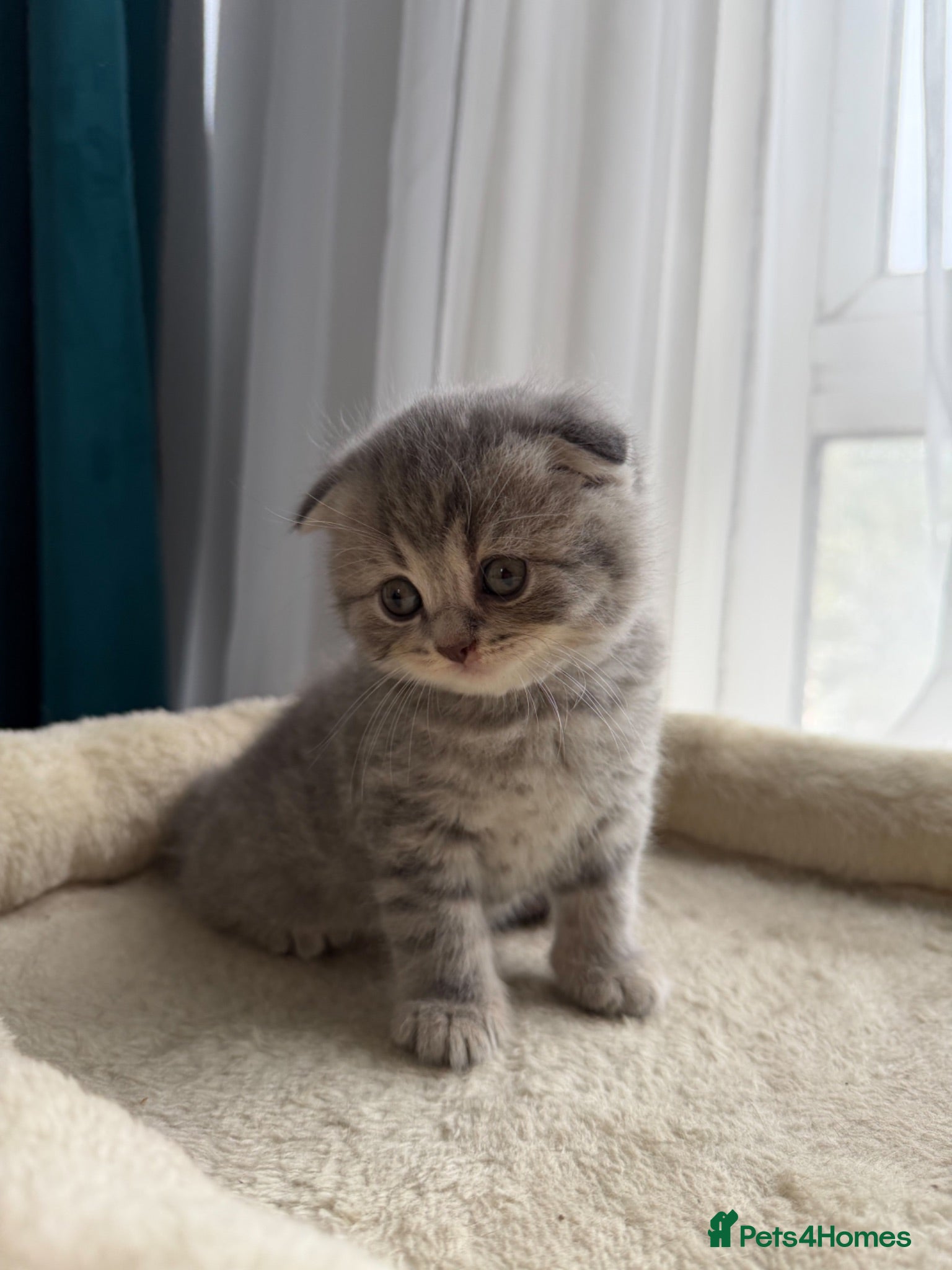 British Shorthair cats Scottish fold/straight kittens available  - Advert 16