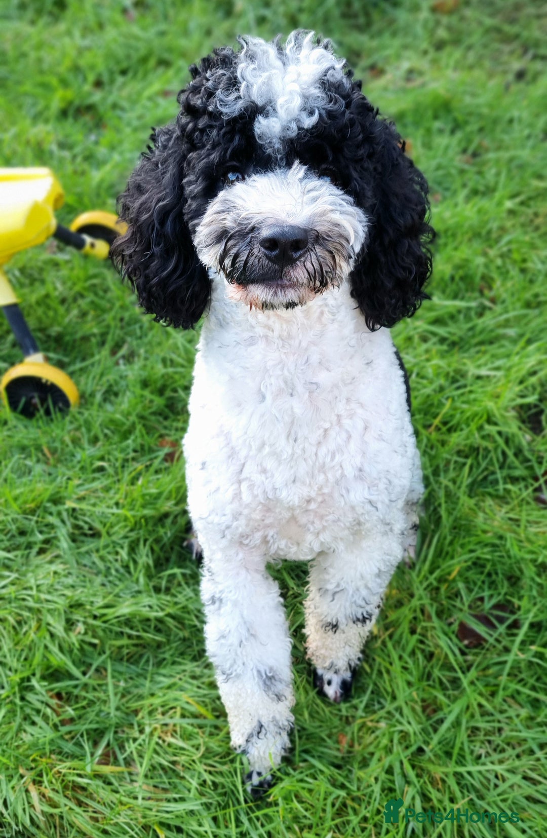Miniature Poodle dogs for stud: Gorgeous Parti Miniature Poodle - Advert 4