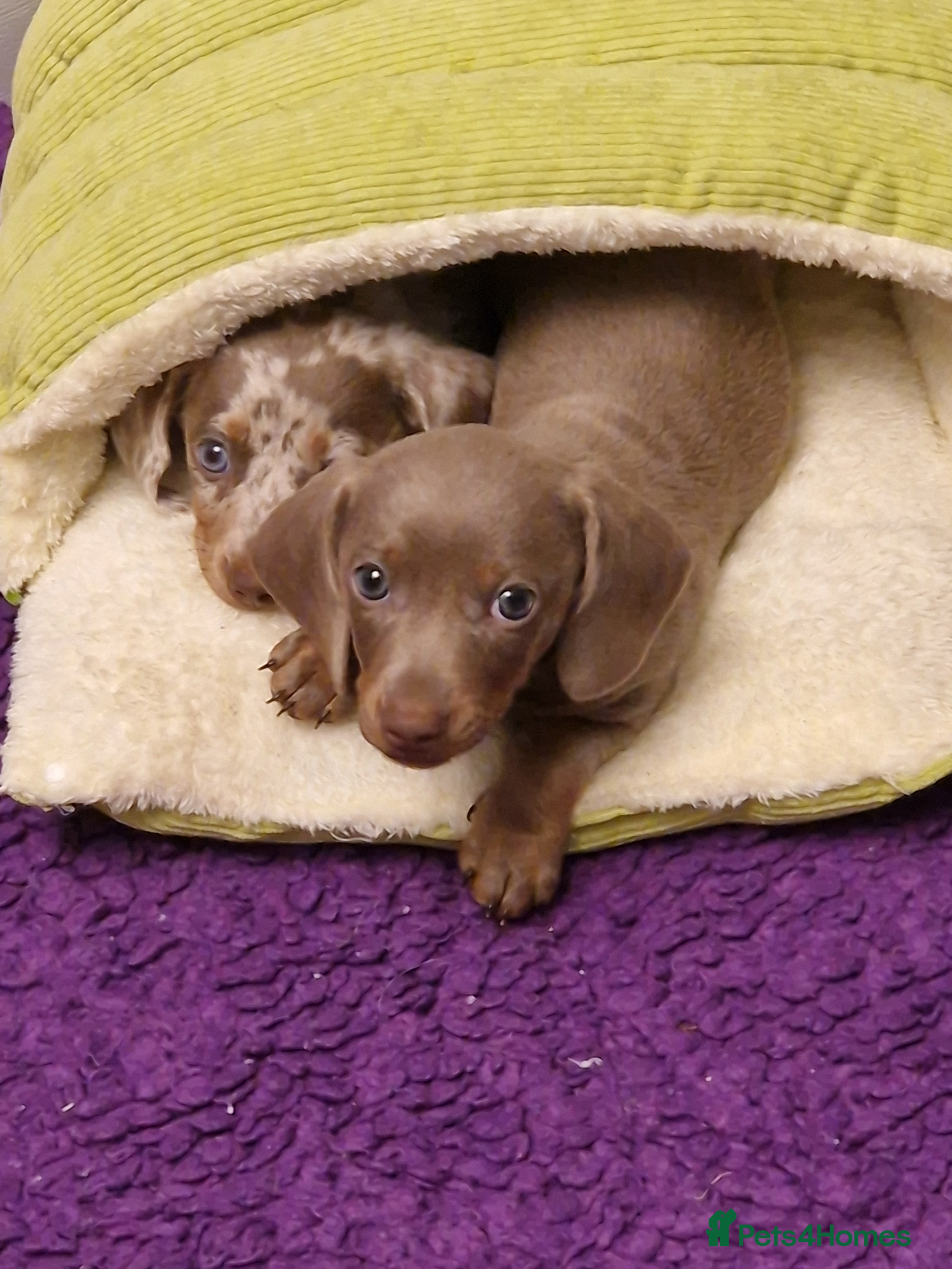 Miniature Dachshund dogs Mini isabella daschund for sale, one boy available - Advert 6
