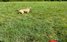 Mixed Breed dogs for sale: Max 11 month - Male  - Image 5