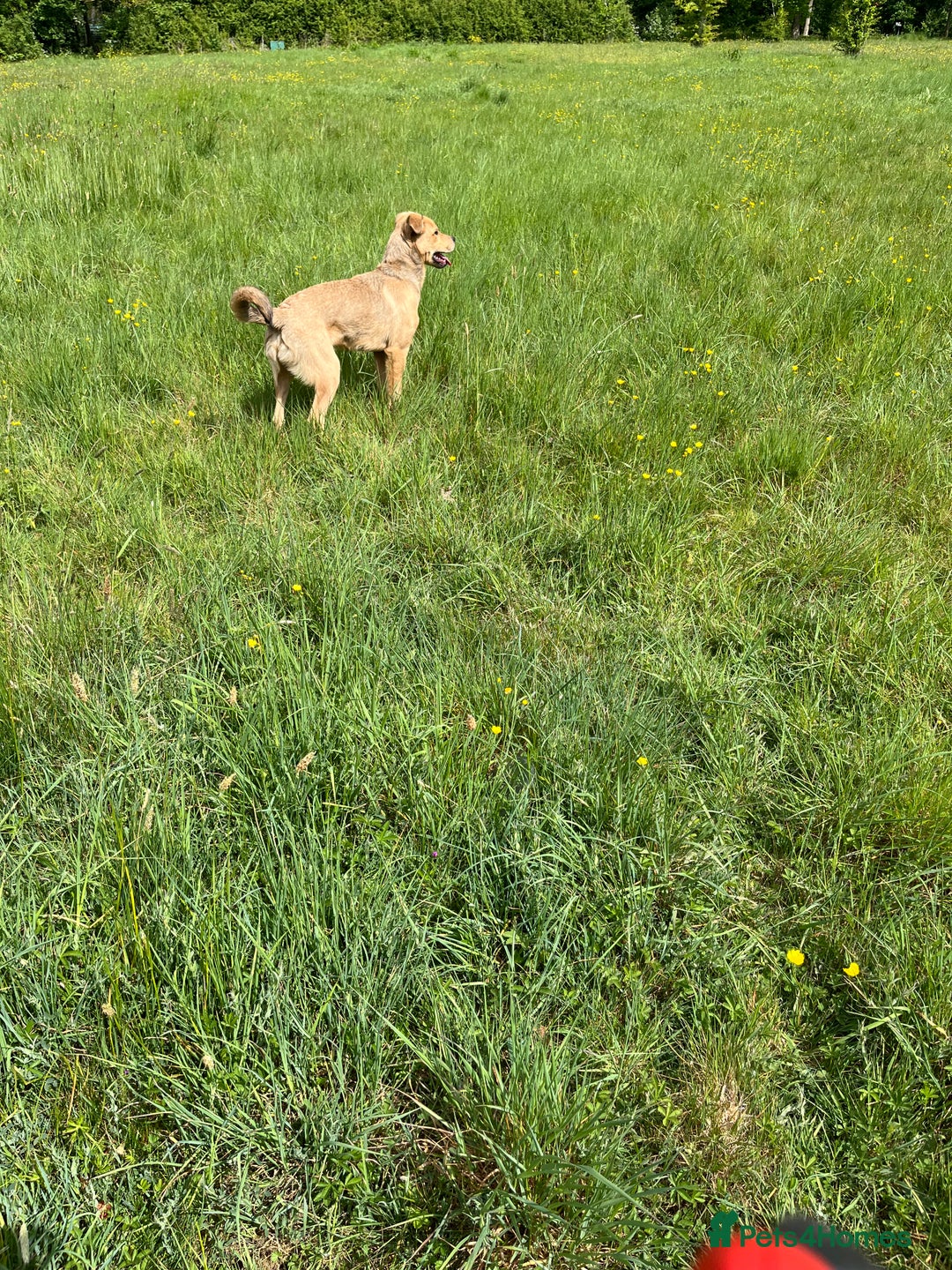 Mixed Breed dogs for sale: Max 11 month - Male  - Image 5