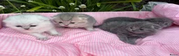 Scottish Fold cats for sale: 💕💕💕❤️❤️Lovely scotish kittens💕💕💕 in Nottingham - Advert 20