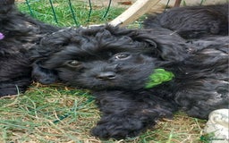 Mixed Breed dogs for sale: Poodle-Pekingese (peekapoo) pups - Image 5