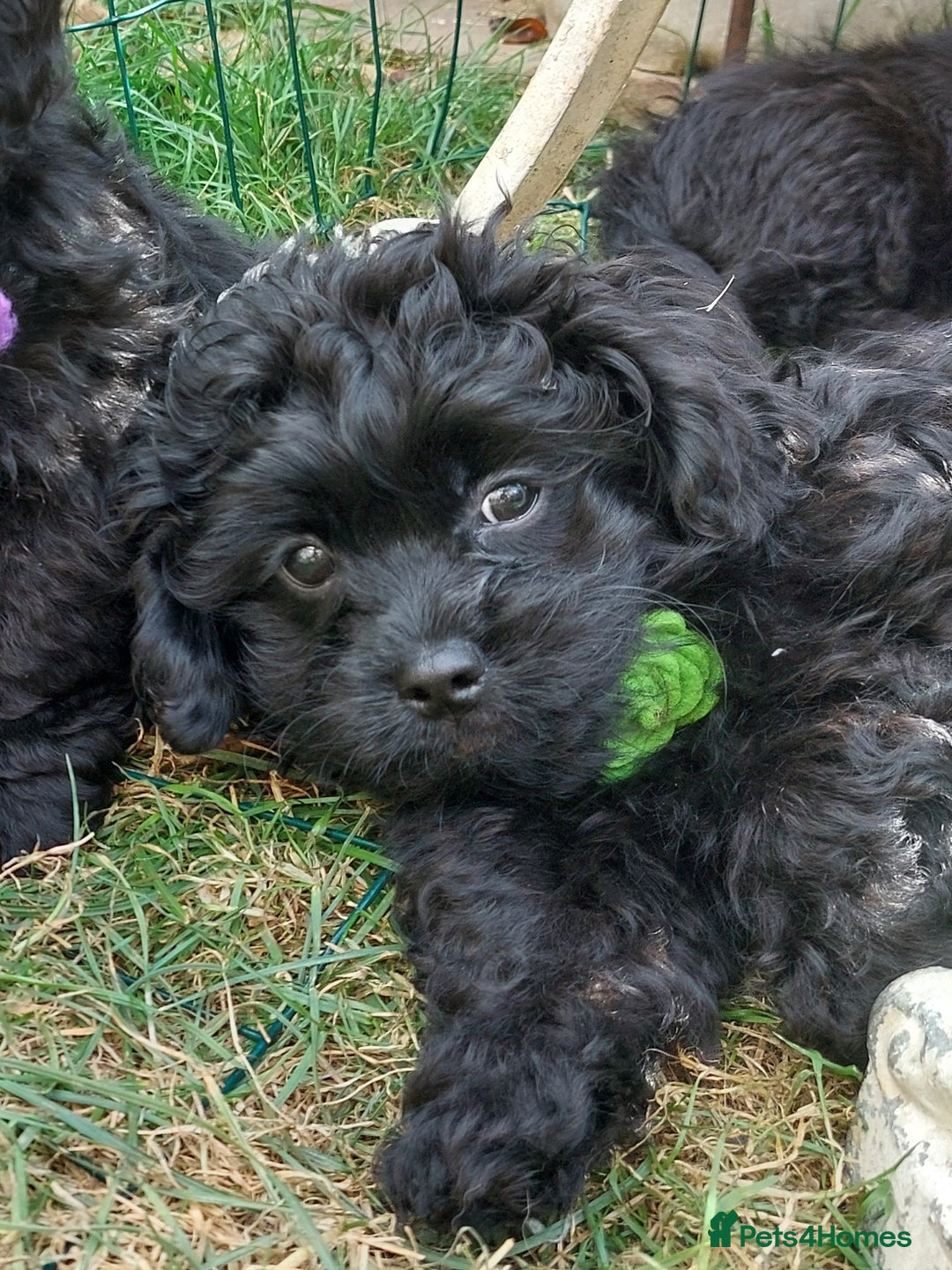 Mixed Breed dogs for sale: Poodle-Pekingese (peekapoo) pups - Image 5