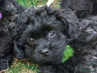 Mixed Breed dogs - Advert 4