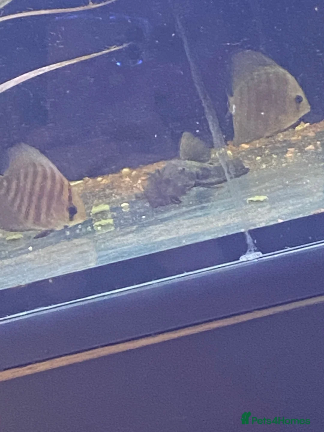 Discus fish for sale: Discus and blue phantom plwc - Advert 2