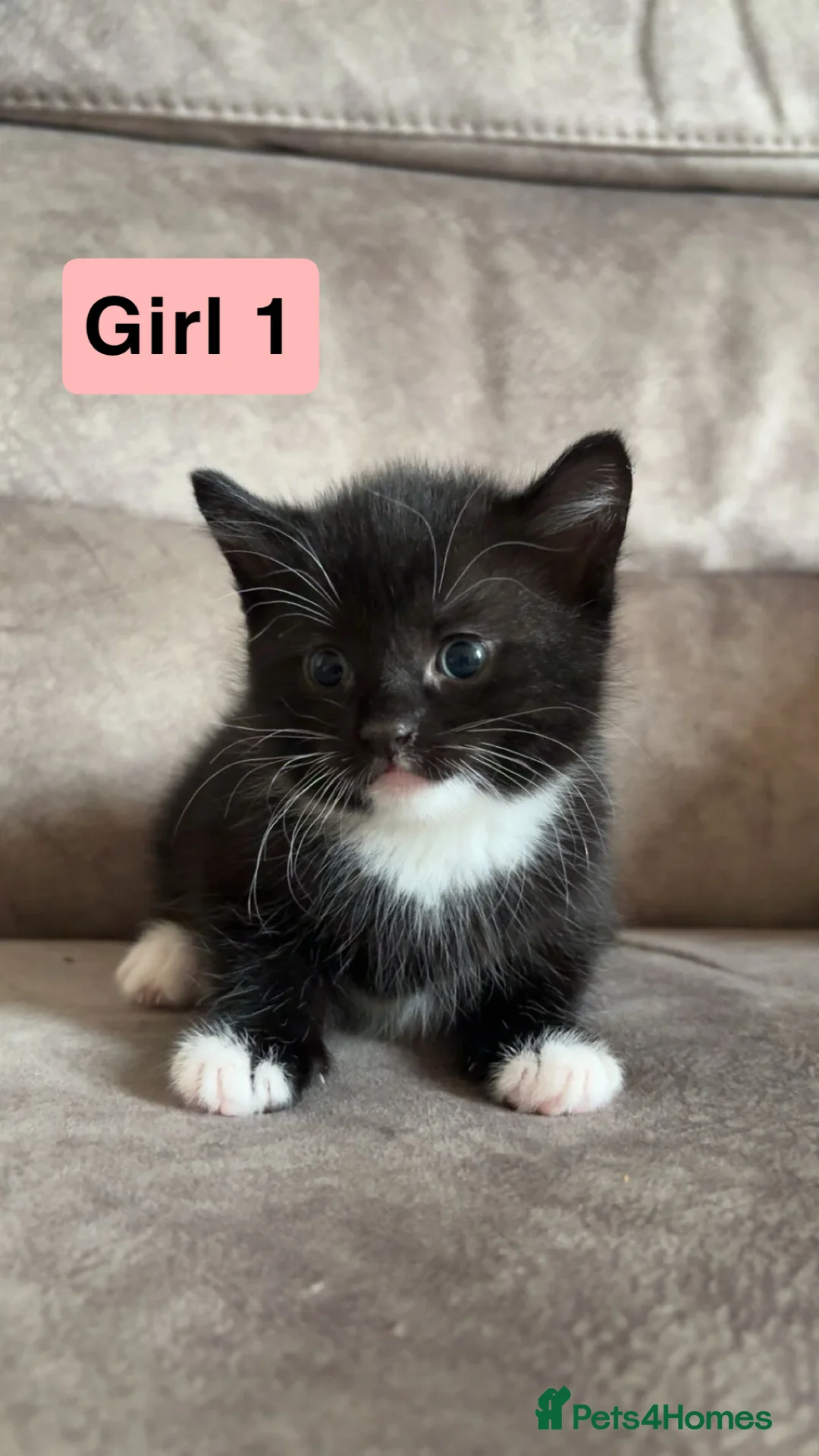 Mixed Breed cats for sale: Adorable Black & White & Grey/White Kittens - Advert 12