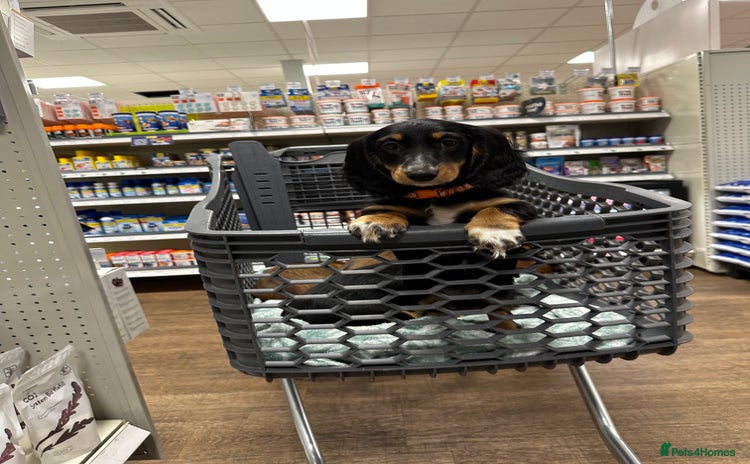 Dachshund dogs - Advert 12