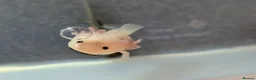 Axolotl reptiles for sale: Baby Axolotl  - Advert 2