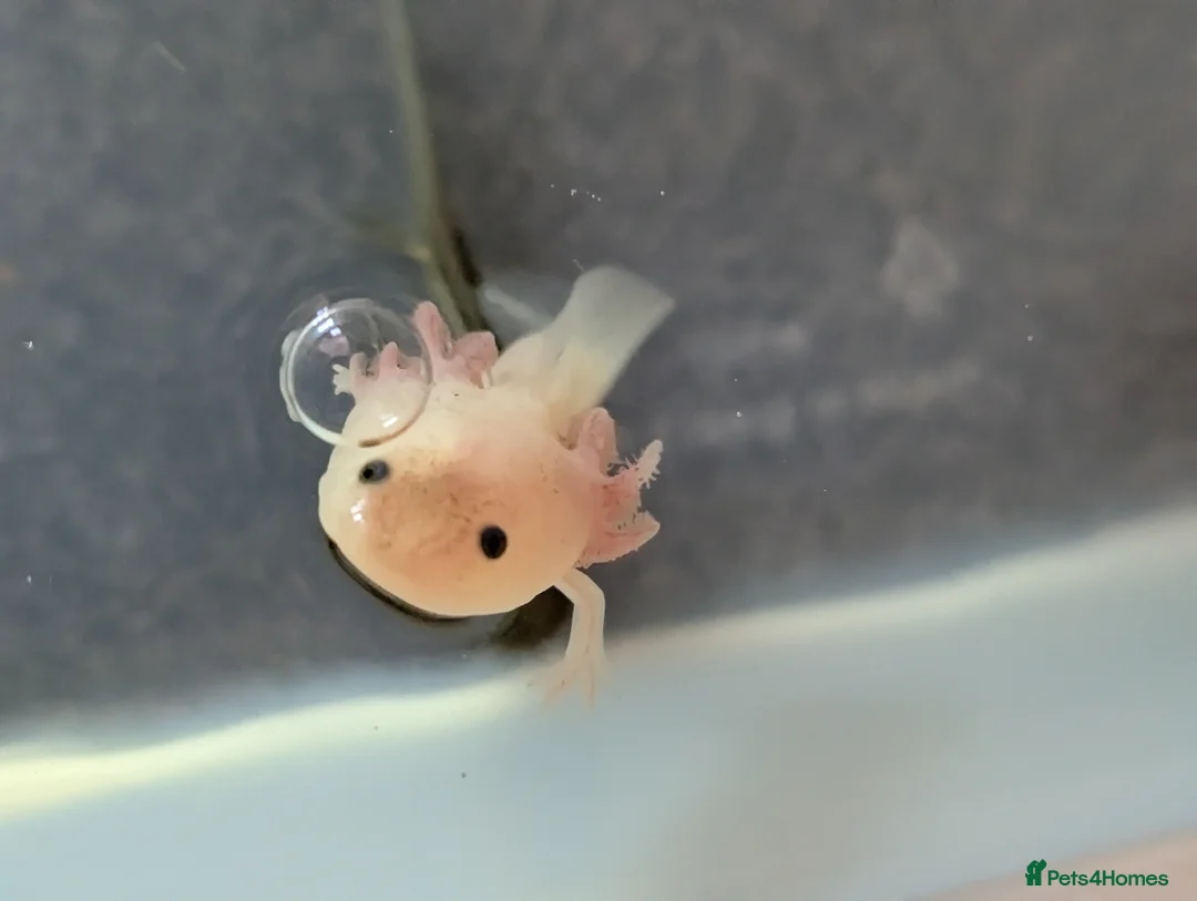 Axolotl reptiles for sale: Baby Axolotl  - Advert 2