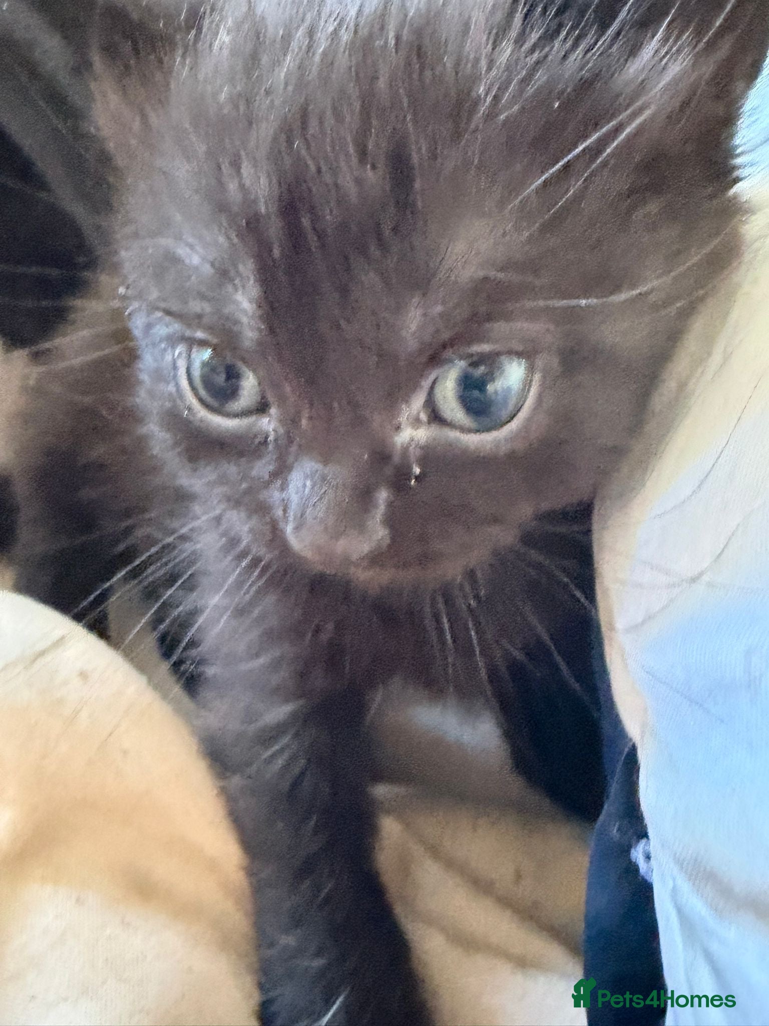 Scottish Fold cats for sale: Half Scottish fold kittens  in Bilston - Advert 5