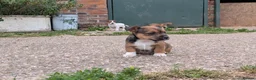 Jack Russell dogs for sale: Jack Russell Puppies - Advert 16