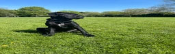 Mixed Breed dogs for sale: Panther in Leominster - Advert 9