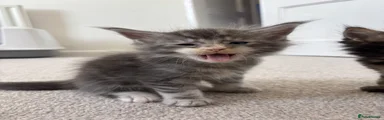 Maine Coon 2