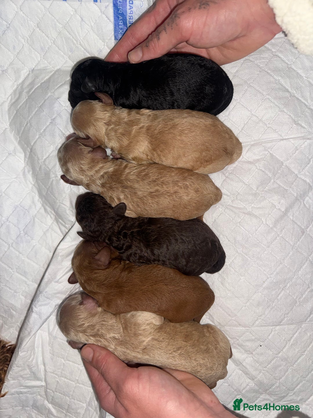 Cockapoo dogs for sale: Cockapoo puppies for sale - Image 10