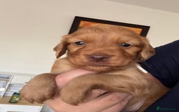 Cocker Spaniel dogs for sale: Fox Red Cocker Spaniel - Image 4