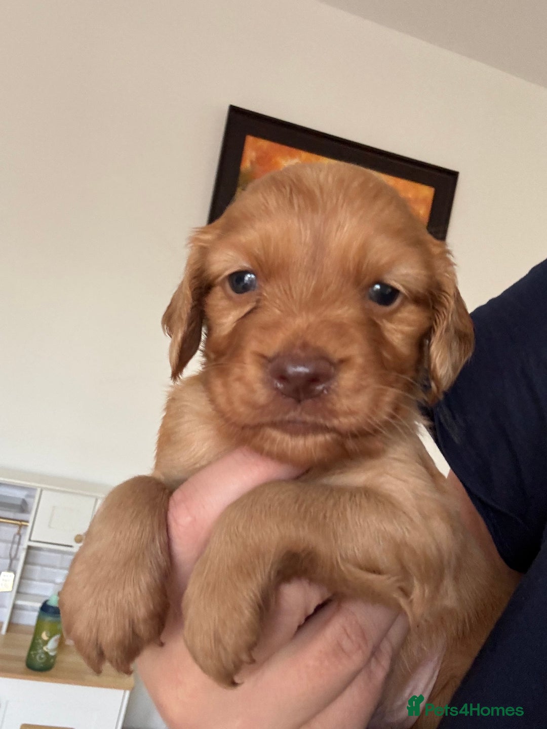 Cocker Spaniel dogs for sale: Fox Red Cocker Spaniel - Image 4