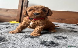 Australian Labradoodle dogs for sale: Aussie Doodles - 1 boy & 1 girl available  - Image 3