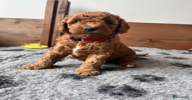 Australian Labradoodle dogs - Advert 1