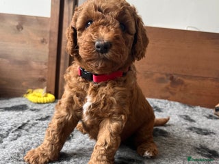 Australian Labradoodle dogs - Advert 1