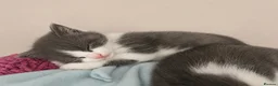 Mixed Breed cats for sale: 8 weeks old mixed breed grey & white fluffy kitten - Advert 6