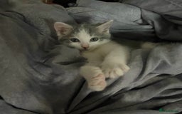 Mixed Breed cats for sale: mixed breed male cat - Image 2