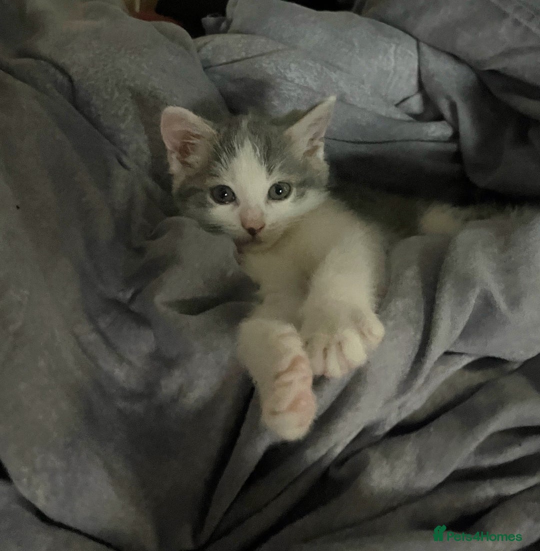 Mixed Breed cats for sale: mixed breed male cat - Image 2