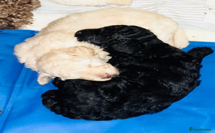Toy Poodle dogs - Advert 2