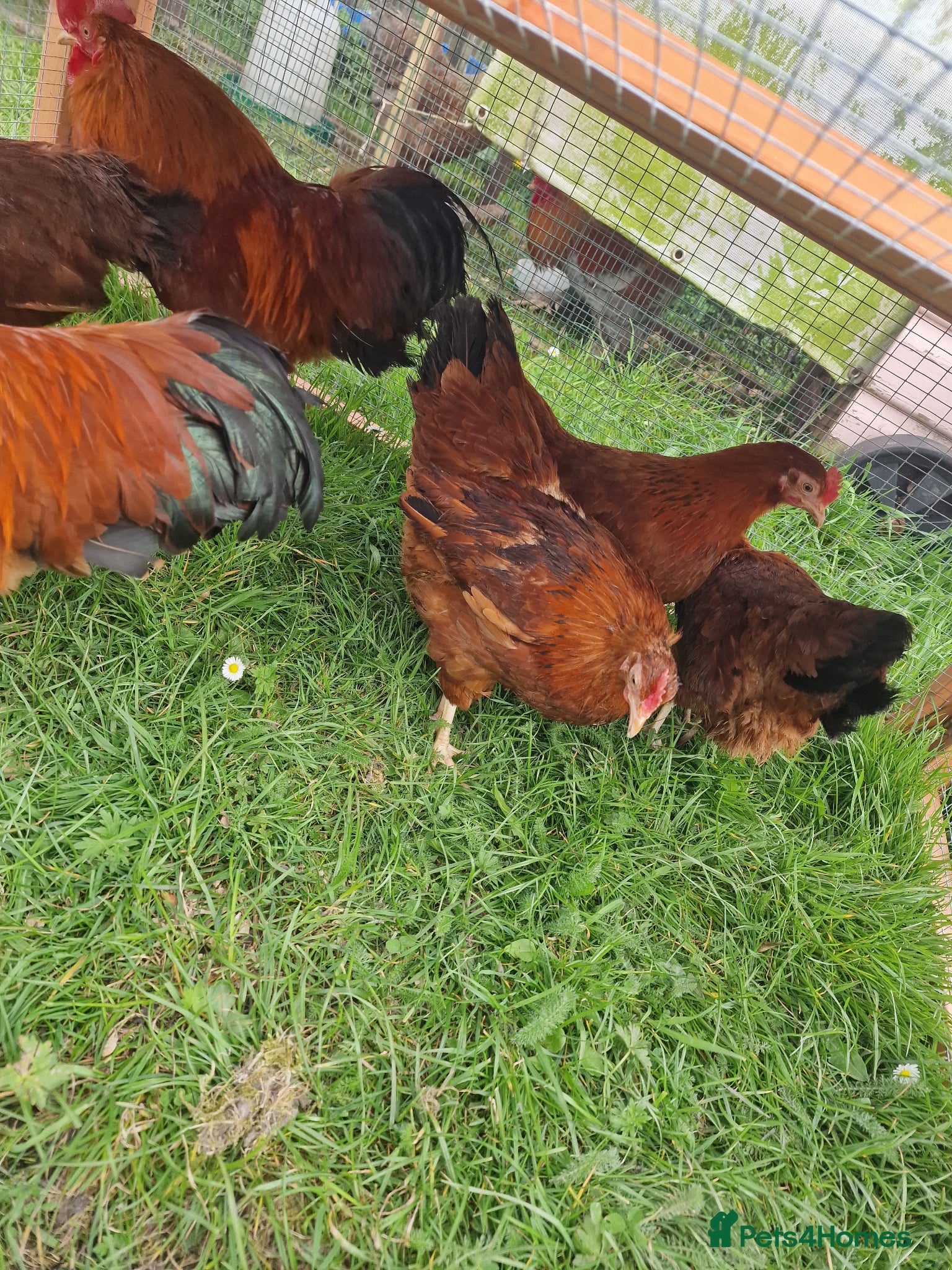 Chickens poultry for sale: Chicks for sale  - Advert 8