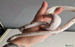 Corn Snake reptiles for sale: Palmetto Cornsnake - Image 6