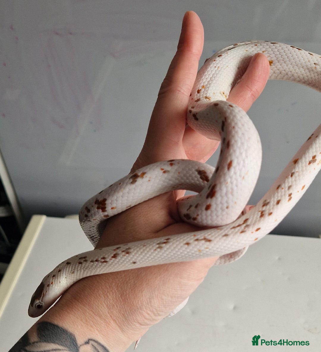 Corn Snake reptiles for sale: Palmetto Cornsnake - Image 6