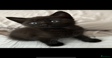 Mixed Breed cats - Advert 9
