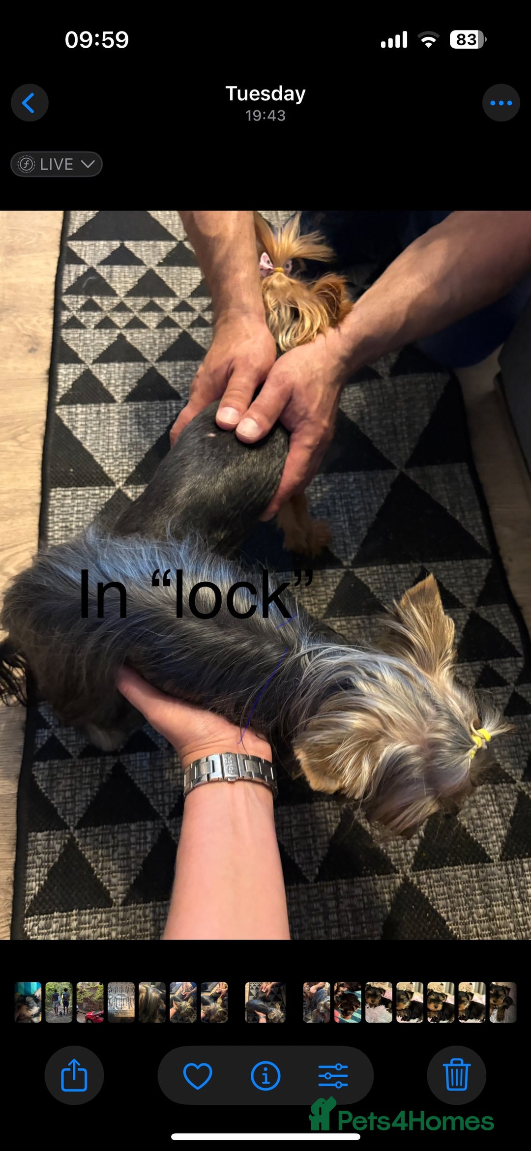 Yorkshire Terrier dogs for stud: 1.8kg miniature KC reg STUD Yorkshire terrier in Caterham - Image 6