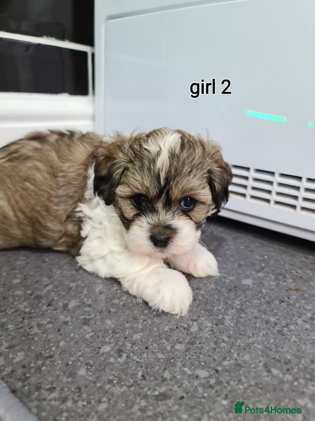 Shihpoo dogs for sale: Absolutely stunning F1 shihpoo puppies  - Image 7