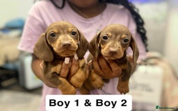 Miniature Dachshund dogs for sale: Stunning baby mini dachshunds  - Image 2