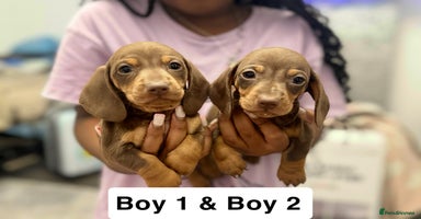 Miniature Dachshund dogs - Advert 13