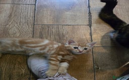 Mixed Breed cats for sale: Beautiful kittens 8 weeks old  - Image 6