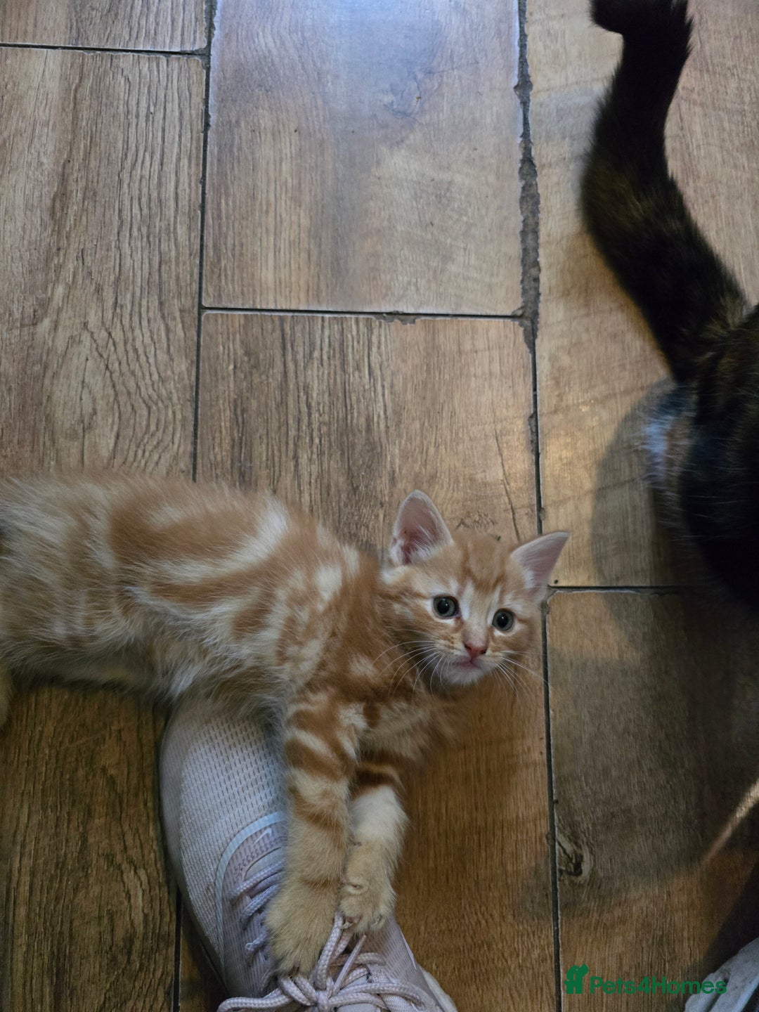 Mixed Breed cats for sale: Beautiful kittens 8 weeks old  - Image 6