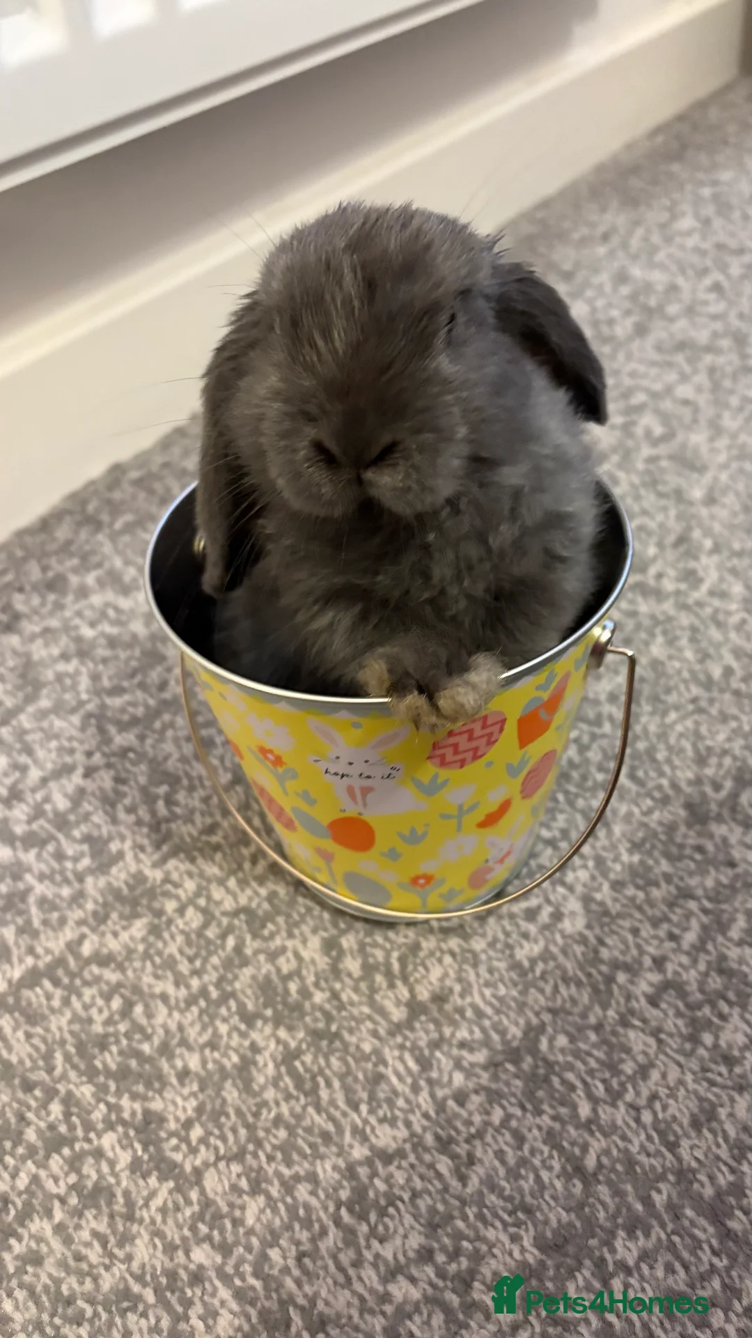 Mini Lop rabbits for sale: Gorgeous blue male mini lop  - Advert 1