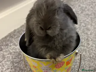 Mini Lop rabbits Gorgeous blue male mini lop - Advert 2